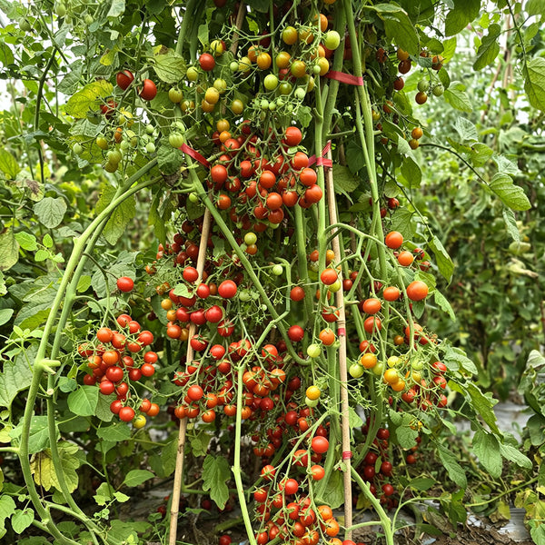 611 Barberry Cherry Tomato, 5 Seeds