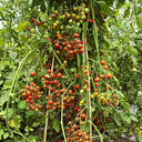 611 Barberry Cherry Tomato, 5 Seeds
