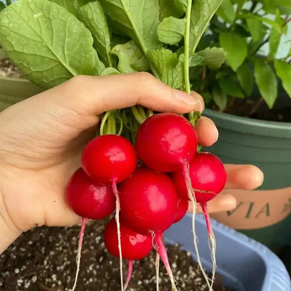 'Ailuo' Cherry Radish Seeds, 10g