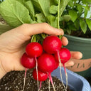 'Ailuo' Cherry Radish Seeds, 10g