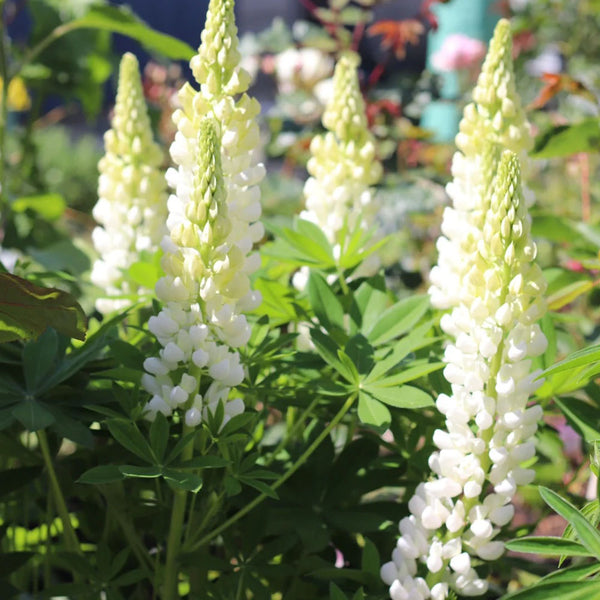 White Lupin, 100 Seeds