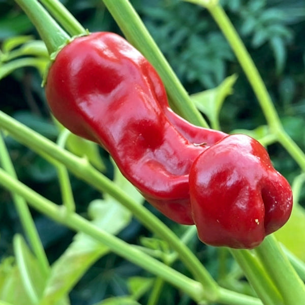 Red Peter Pepper, 10 ~ 20 Seeds