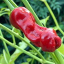 Red Peter Pepper, 10 ~ 20 Seeds
