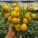 853 Spotlight Tomato, 5 Seeds