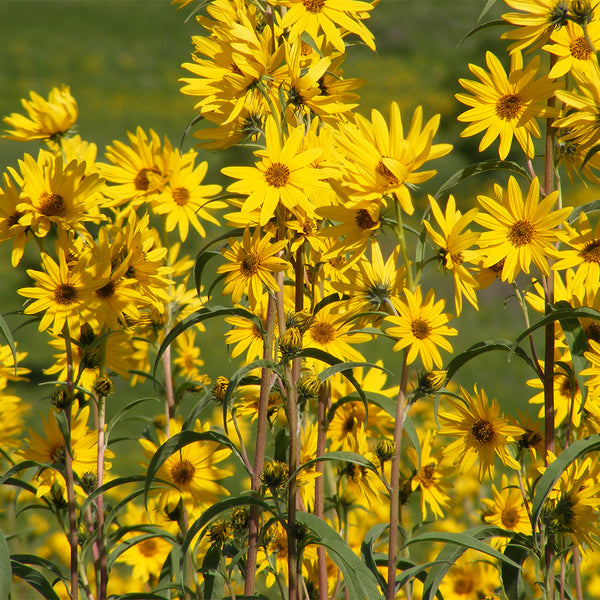 Maximilian Prairie Sunflower, 200 Seeds