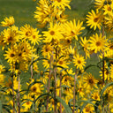 Maximilian Prairie Sunflower, 200 Seeds