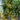 921 Eternal Light Tomato, 5 Seeds