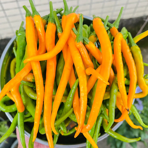 Golden Tribute Pepper, 1g