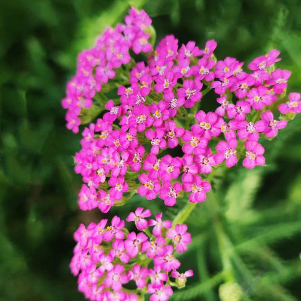Pink Yarrow, 500 Seeds