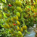 626 Boar's Tooth Tomato, 5 Seeds