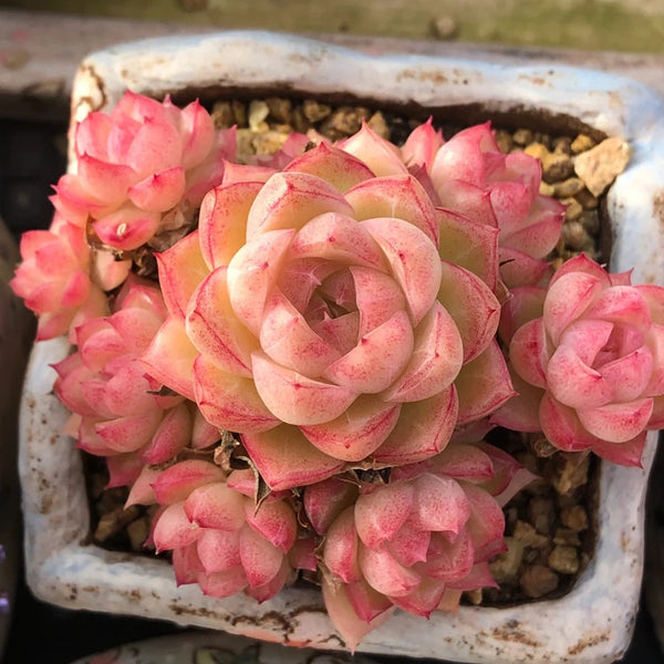 Echeveria cv. 'Red Queen', 3pcs x 1-head