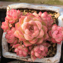 Echeveria cv. 'Red Queen', 3pcs x 1-head