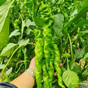 Screw Pepper No. 1209 Seeds, 100 Seeds