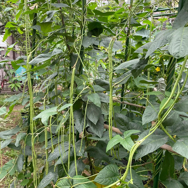 Fengchan 168 Yardlong Bean Seeds, 20g
