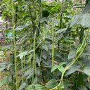 Fengchan 168 Yardlong Bean Seeds, 20g