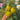 996 Tropical Sweet Pear F7 Tomato, 5 Seeds