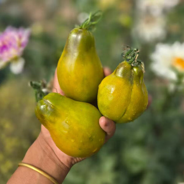 996 Tropical Sweet Pear F7 Tomato, 5 Seeds