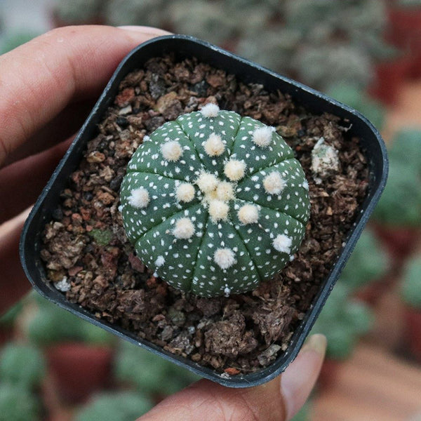 Astrophytum asterias, 3cm