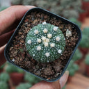 Astrophytum asterias, 3cm