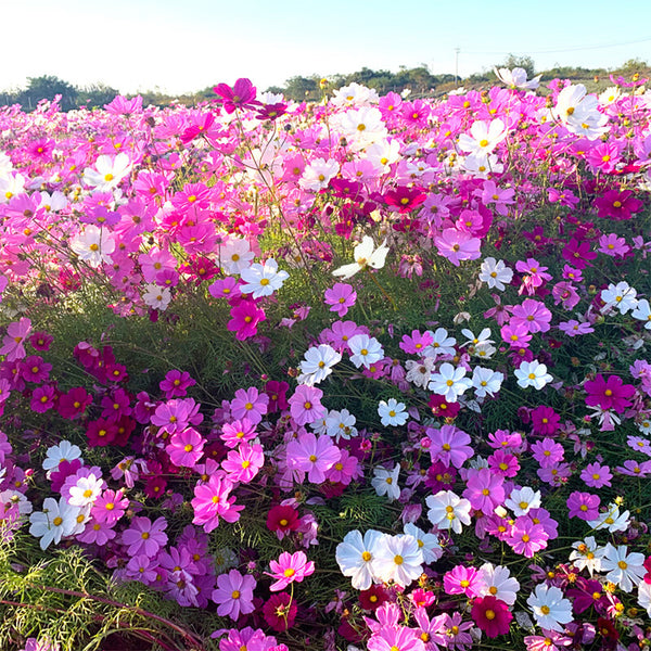 Hezhichun Mixed Color Cosmos, 1000 Seeds