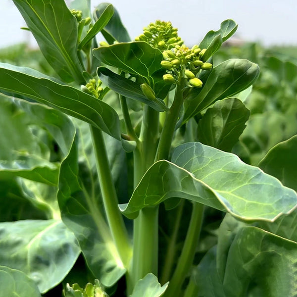 MeiBao Chinese Kale Seeds, 10g
