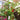 Dwarf Trailing Cherry Tomato 'Tumbling Tom Red', 20-30 Seeds