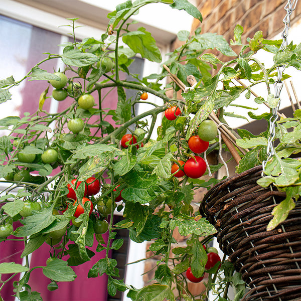 Dwarf Trailing Cherry Tomato 'Tumbling Tom Red', 20-30 Seeds