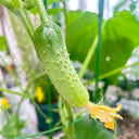 Chinese Large Thorn Fruit Cucumber, 20 Seeds