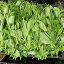 Pea Seeds for Microgreens, 15g Per Bag