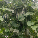 Feitian No.9 Hybrid Sweet Melon Seeds, 20 Seeds