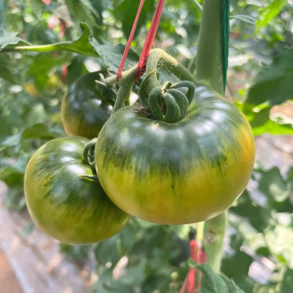 Crisp Sweet Strawberry Tomato, 20 Seeds