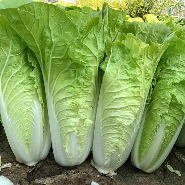 '168' Fast-Grow Bok Choy Seeds, 10g