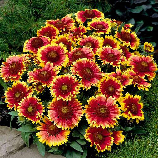 Blanket Flower (Gaillardia aristata) Seeds, 100 Seeds
