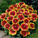 Blanket Flower (Gaillardia aristata) Seeds, 100 Seeds