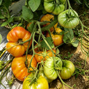 600 Anto Sandburg Tomato, 5 Seeds