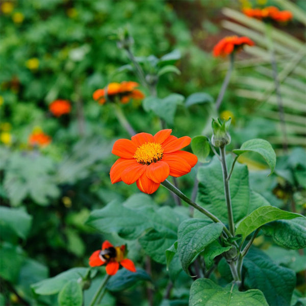 Mexican Sunflower, 200 Seeds