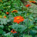 Mexican Sunflower, 200 Seeds