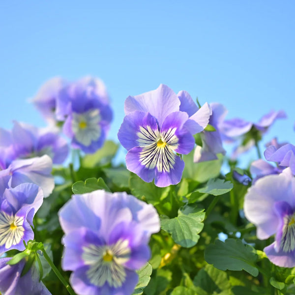 U2336 Cats Plus Marina F1 Pansy, 5 Seeds