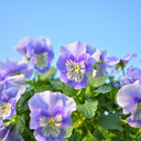 U2336 Cats Plus Marina F1 Pansy, 5 Seeds