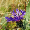 Mountain Bluet, 100 Seeds
