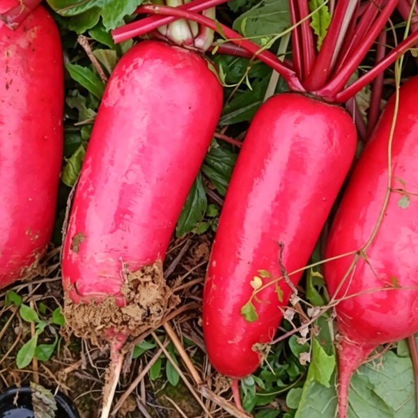 'Qishan Laobukang No.1' Water Radish Seeds, 20g