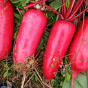 'Qishan Laobukang No.1' Water Radish Seeds, 20g