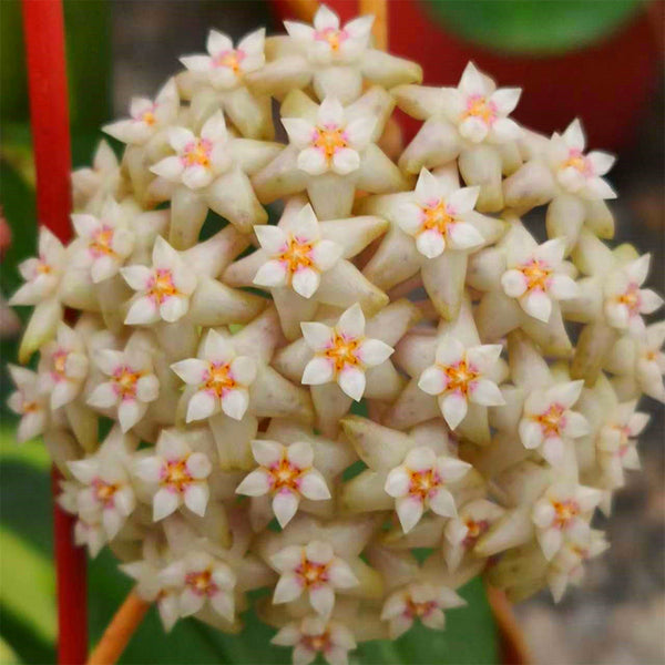 Hoya parasitica 'Variegated In', 3 Cuttings