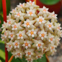 Hoya parasitica 'Variegated In', 3 Cuttings