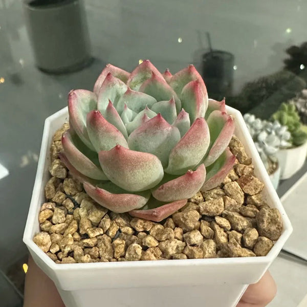 Echeveria chihuahuaensis, 3pcs x 1-head