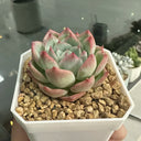 Echeveria chihuahuaensis, 3pcs x 1-head