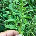 Chenopodium ambrosioides Seeds, 100 Seeds