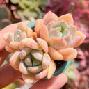 Echeveria cv. 'Snow of Dreams', 3pcs x 1-head
