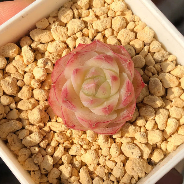 Echeveria cv. 'Pandora Queen', 2pcs x 1-head