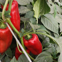 Conical Red Sweet Pepper Seeds, 0.5g